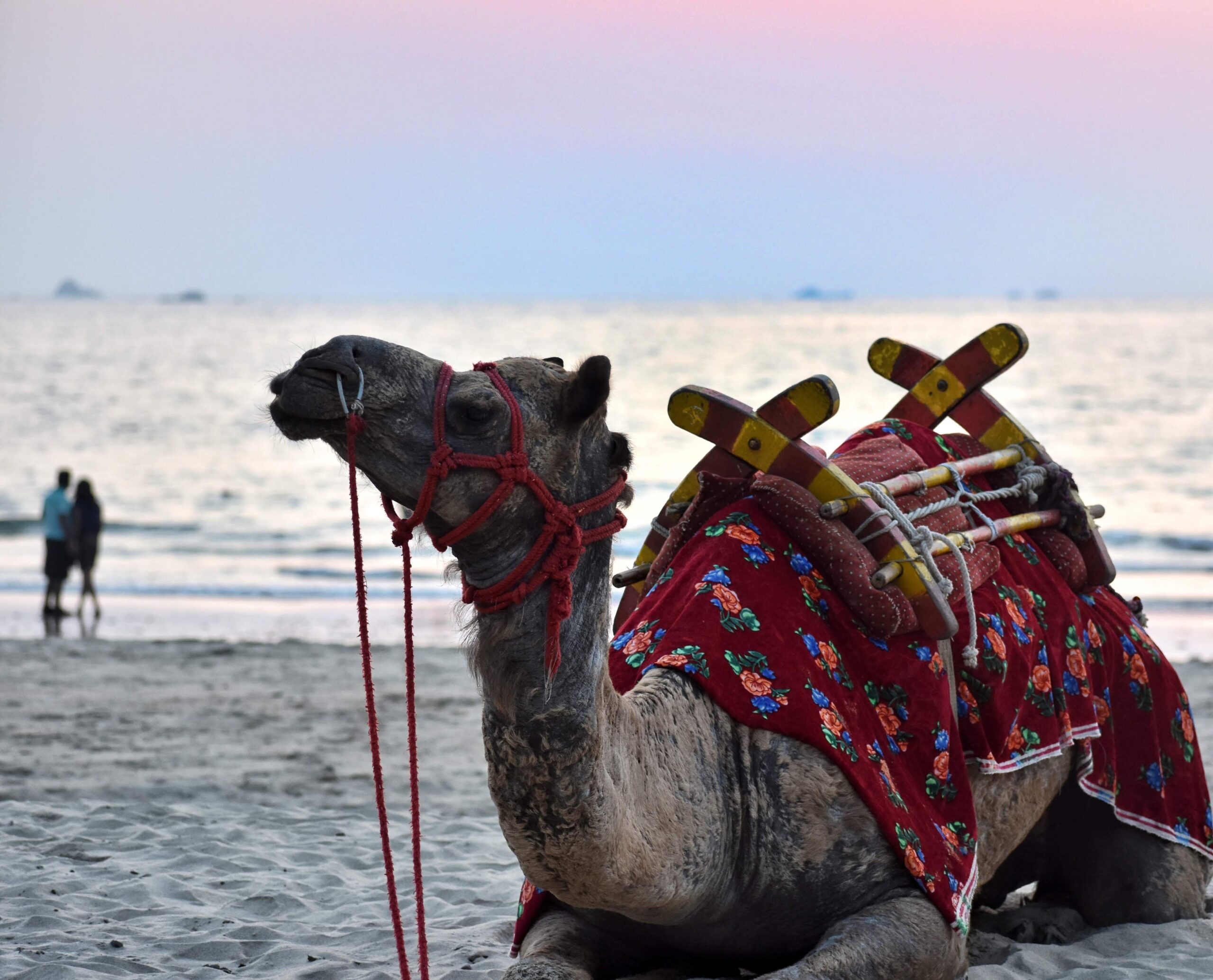Camel at Tarkarli Beach