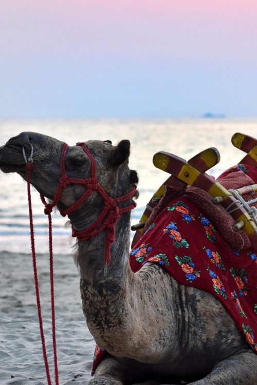Camel at Tarkarli Beach Camel at Tarkarli Beach