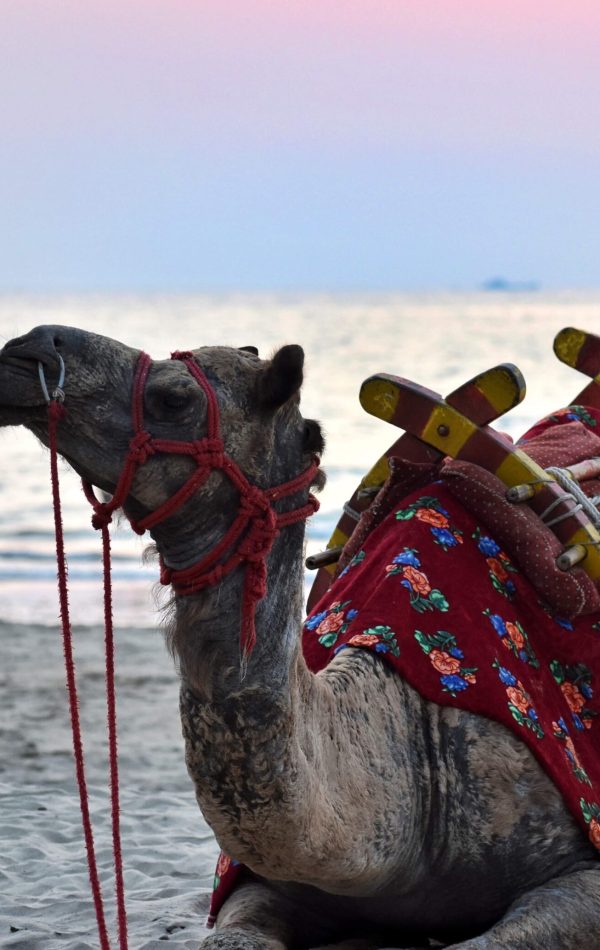 Camel at Tarkarli Beach