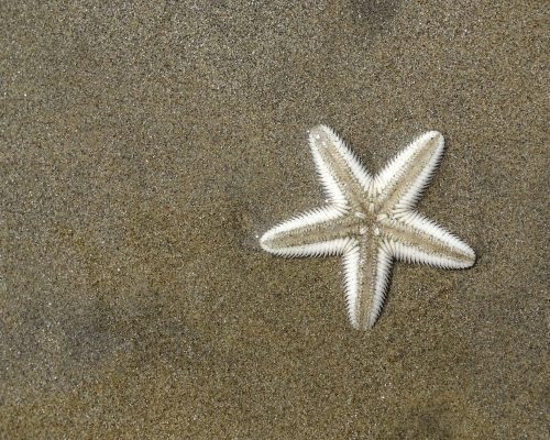 Star fist at Tarkarli Beach